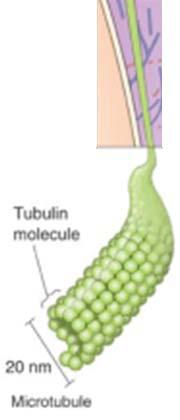 Big and run longitudinally along neurite Composed of strands of tubulin Microtubule associated proteins regulate