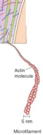 Microfilament Braids of two thin strands of actin Important role in cell