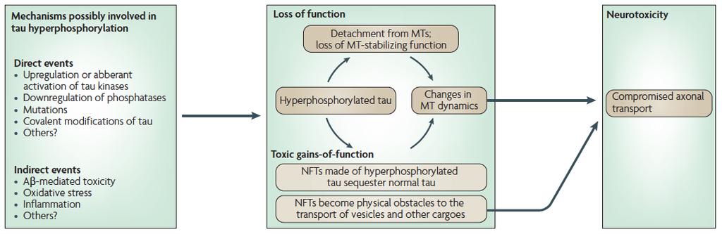 Figure 1 Direct and indirect pathological events that can contribute to tau-mediated neurodegeneration.