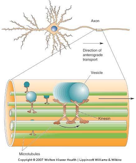 Transportation The Axon Axoplasmic transport