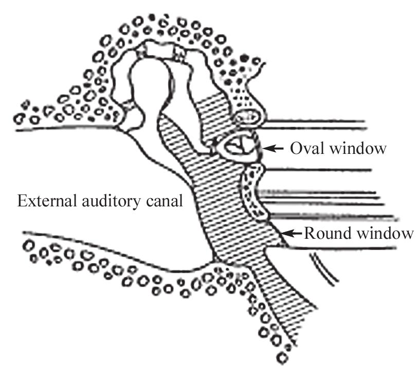 Audition 772 transmission of sound energy from the tympanic membrane to the fluid of the middle ear.