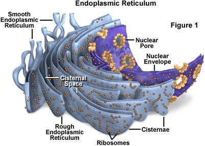 Organelles Endoplasmic Reticulum Flat, curving sacs in parallel rows Two types Rough ER Contains ribosomes Extends from nucleus Protein synthesis and
