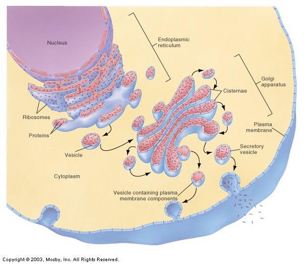 Organelles cont. Golgi Apparatus Membranous Cisternae (sacs) stacked near nucleus Processes and packages molecules for export from cell Steps to processing and packaging 1.