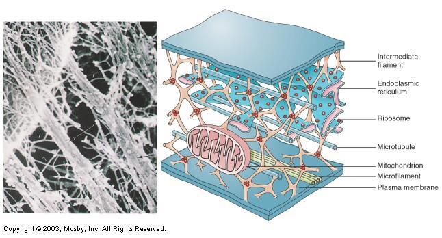 Cytoskeleton 1. Cell s internal supporting network 2.