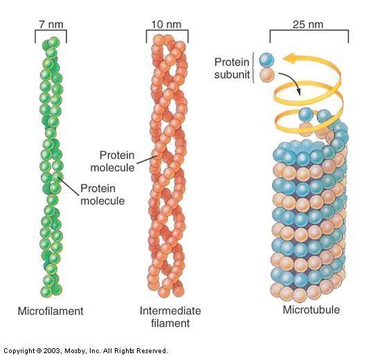 Cytoskeleton Cell Fibers Microfilaments smallest fibers serve as cellular muscles muscle cells proteins slide past each other Intermediate filaments slightly thicker than microfilaments supporting