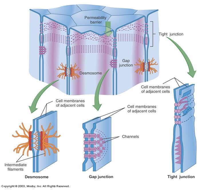 Cell to cell contact Gap junctions It directly connects the cytoplasm of two cells, which allows various molecules and ions to pass freely between cells.