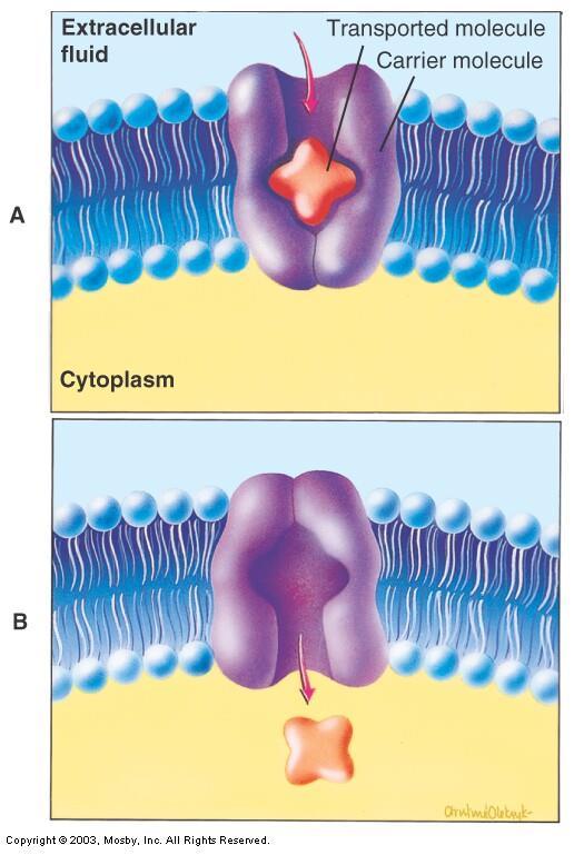 Facilitated Diffusion http://highered.mcgraw-hill.