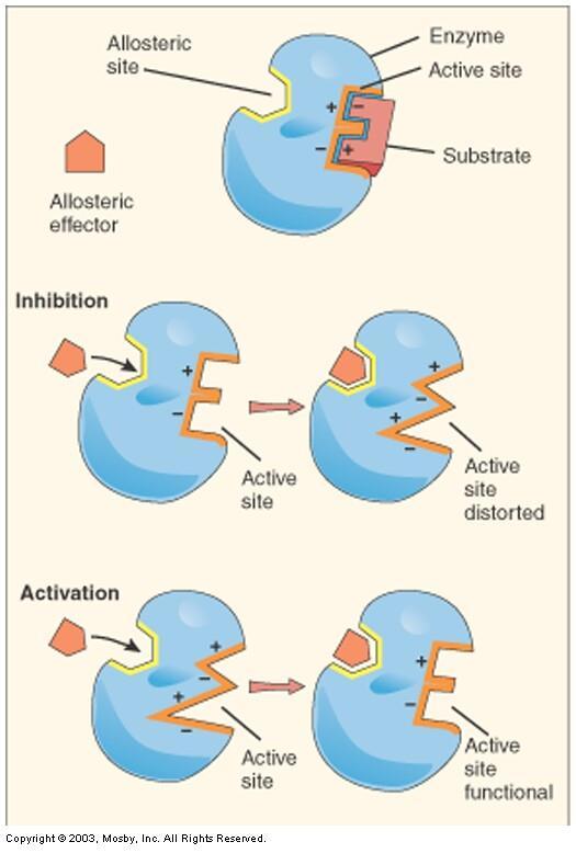 Enzyme Function Allosteric Effect Allosteric effector molecule binds to allosteric site Active site s shape is changed Inhibition or Activation of enzymes