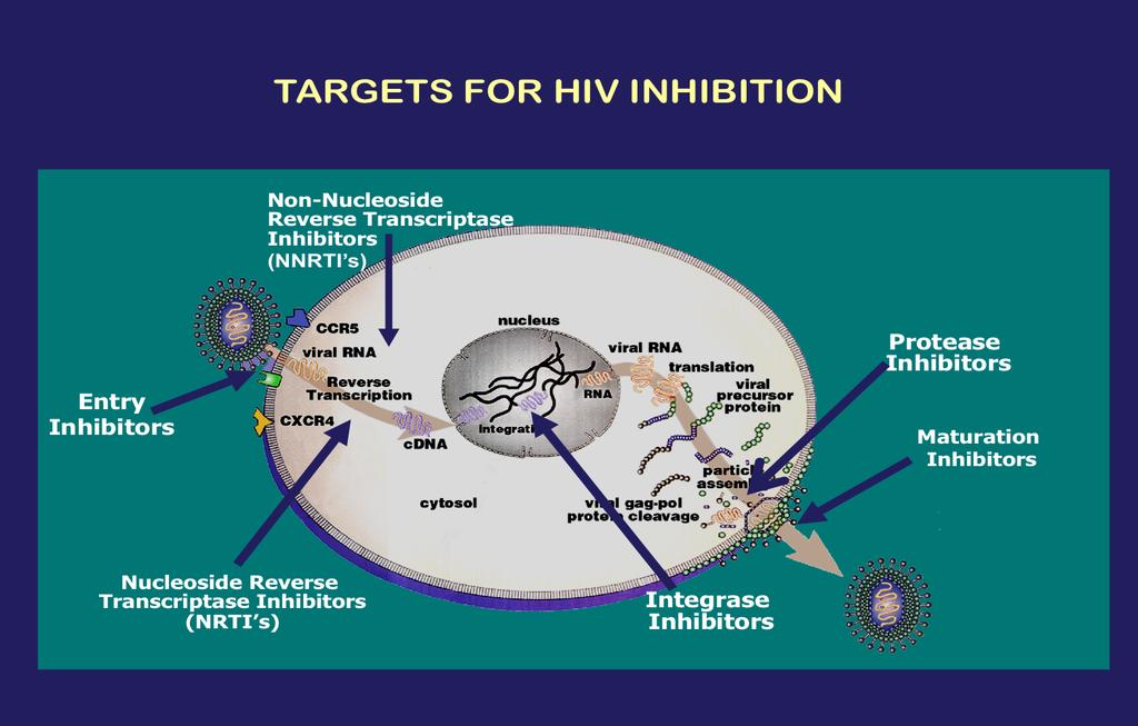 The above slide displays a CD4+ T cell and the points at which the various drug classes target HIV inhibition.
