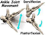 The muscles, tendons, and ligaments that support the ankle joint work together to propel the body.