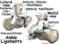 Thickness of the ligament or tendon determines its strength. Inside the joint, the bones are covered with a slick material called articular cartilage.