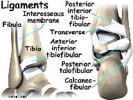(Lateral means further away from the center of the body.) These include the anterior talofibular ligament (ATFL), the calcaneofibular ligament (CFL), and the posterior talofibular ligament (PTFL).