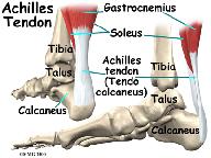 tendons. The large Achilles tendon is the most important tendon for walking, running, and jumping. It attaches the calf muscles to the (AITFL).