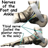 inward. The anterior tibial tendon allows us to raise the foot. Two tendons run behind the outer bump of the ankle, called the lateral malleolus.