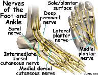 Another nerve crosses in front of Muscles Most of the motion of the ankle is caused by the stronger muscles in the lower leg whose tendons pass by the ankle and connect in the foot.
