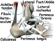 These muscles and their actions are also listed here. The peroneals (peroneus longus and peroneus brevis) on the outside edge of the ankle and foot bend the ankle down and out.