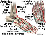 edge of the ankle joint.