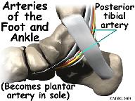 the ankle. Summary As you can see, the anatomy of the ankle is very complex.