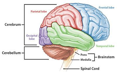 Anatomy & Physiology Speech Reading Somatosensation Proprioception Olfactory Motor cortex Attention Speech Decisionmaking