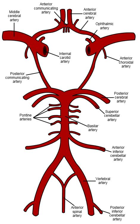 Cerebral blood supply Internal carotid & vertebral arteries provide oxygenated blood to brain Superficial & deep veins carry deoxygenated blood back to heart