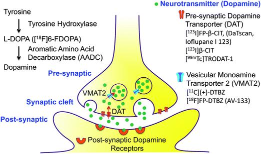 Dopaminergic system Most common SPECT/PET tracers for mapping dopamine neurons: [ 123 I]FP-β-CIT [ 18 F]-DOPA Zhu et.al. Chem.Soc.
