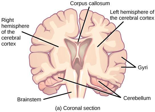 Cerebral cortex Hills (gyrus)