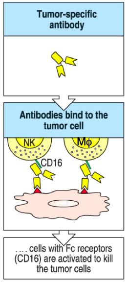 Antibody-dependent