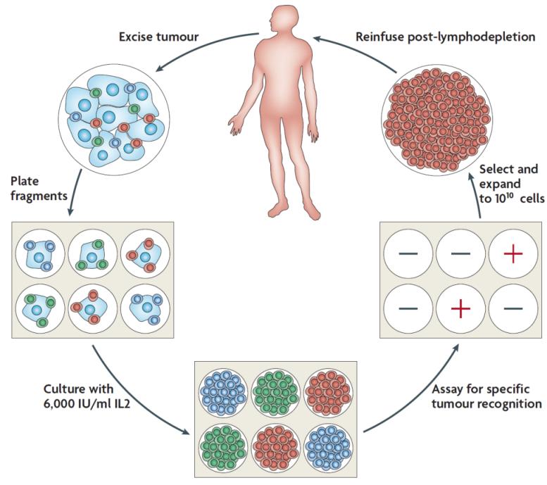Adop-ve CELL THERAPY (ACT) Tumor is resected and cut into small fragments Tumor fragments are grown in mul1ple cultures containing highdose IL-2 Tumor infiltra1ng lymphocytes