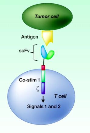 Chimeric an-gen receptor (CAR) T cells Specificity of a monoclonal an1body Not dependent on