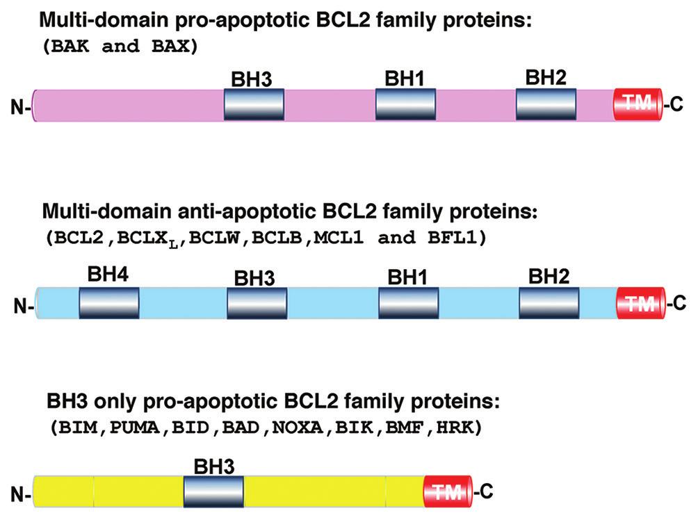 The mitochondrial pathway is controlled by the BCL2 protein family. Two members of this protein family, BAK and BAX, are directly responsible for breaching the mitochondrial outer membrane.
