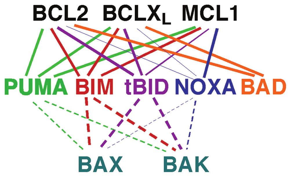 BCL2 family overview resistance to a variety of apoptotic stimuli, such as potassium deprivation and etoposide although they were sensitive to other triggers such as ionizing radiation and