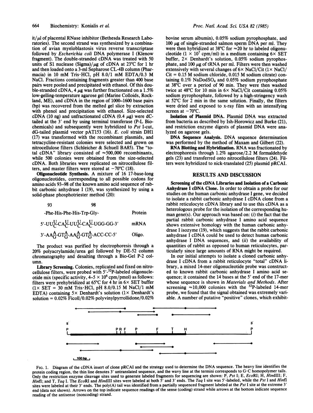 . 664 Biochemistry: Konialis et al. Proc. NatL Acad ScL USA 82 (1985) it/,ul of placental RNase inhibitor (Bethesda Research Laboratories).