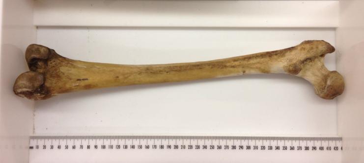 68. Femur: Midshaft Circumference: circumference measured at the level of the midshaft diameters (#66 and 67).
