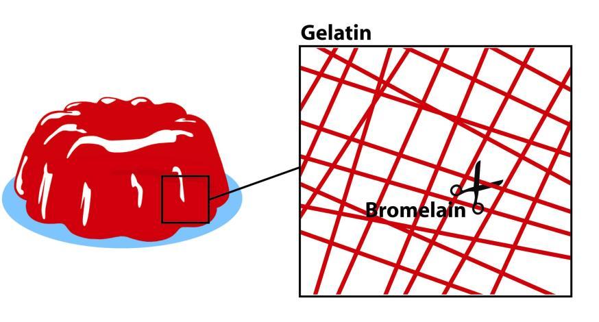 Part 1 How does Heat affect enzyme activity? (Bromelain) Gelatin is a protein used in making many of your favorite foods, like gummy bears and Jello!