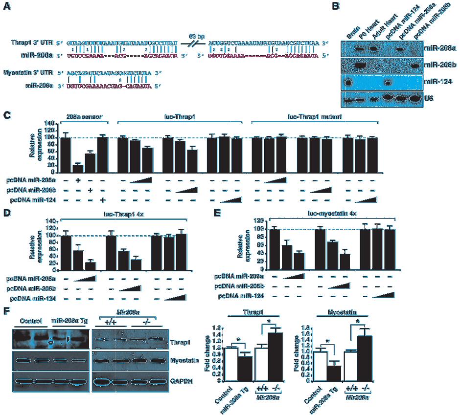 Figure 6 mir-208a and mir-208b repress the expression of Thrap1 and myostatin. (A) Sequence alignment between mir-208a and candidate binding sites in the 3 UTR of Thrap1 and myostatin.