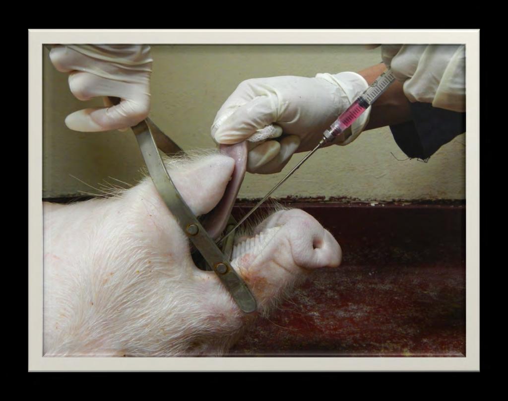 Challenge model Hypothesis: Oronasal (simulated natural) inoculation of pigs will allow elucidation of critical virus-host