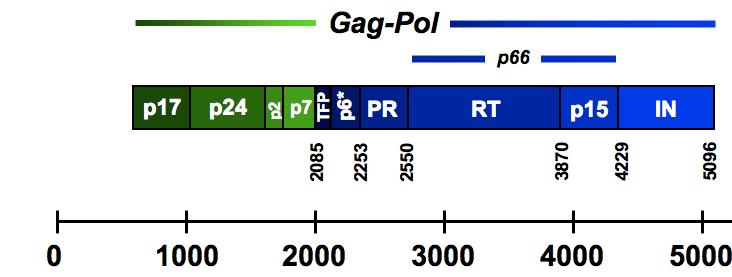 PI drug resistance: PR and Gag mutations Gag mutations protease mutations compensatory mutations