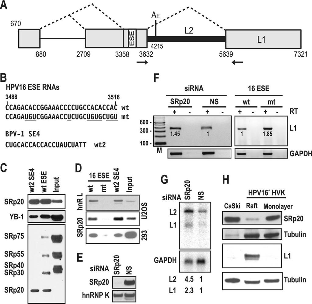 VOL. 83, 2009 SRp20 IN VIRAL EARLY-TO-LATE SWITCH 177 FIG. 8. SRp20 suppresses the expression of HPV16 late genes.