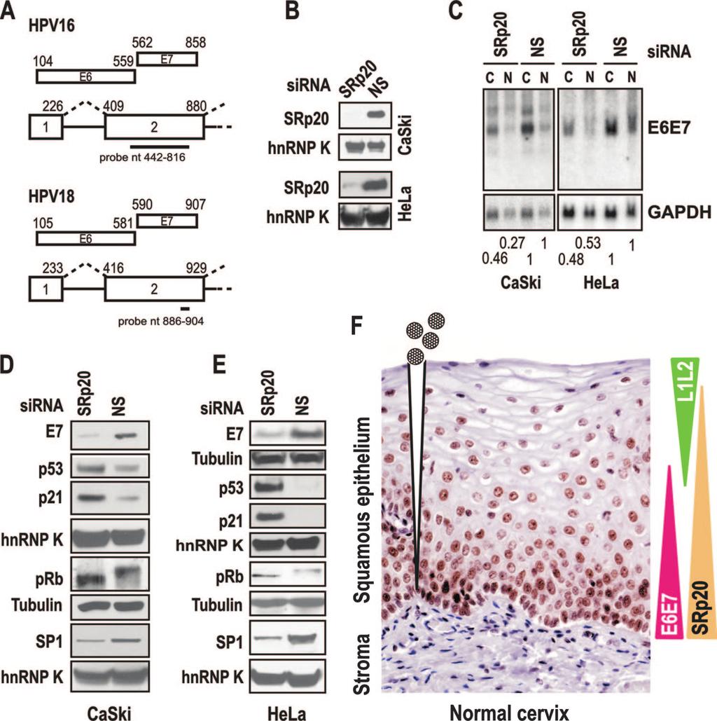 178 JIA ET AL. J. VIROL. FIG. 9. SRp20 promotes the expression of the HPV16 and HPV18 early genes E6 and E7.