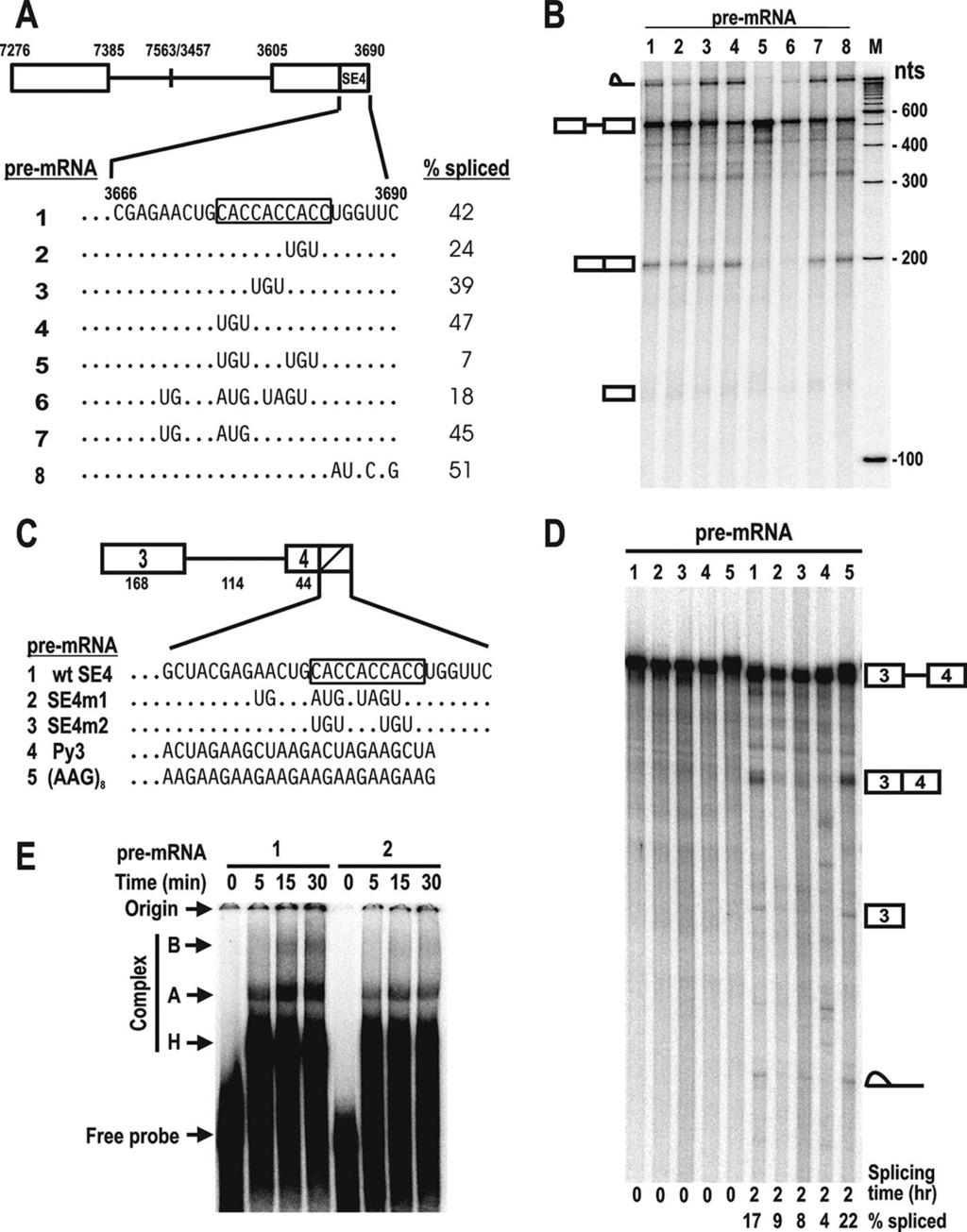 170 JIA ET AL. J. VIROL. FIG. 1. Mapping of SE4 motifs that function in splicing of BPV-1 late and Drosophila dsx pre-mrnas in vitro. (A) Schematic diagram of pre-mrnas containing a wt or mt SE4.