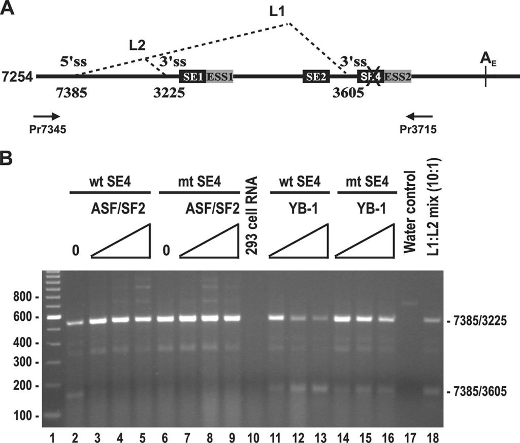 VOL. 83, 2009 SRp20 IN VIRAL EARLY-TO-LATE SWITCH 173 FIG. 4. Effects of ASF/SF2 and YB-1 on SE4-mediated selection of the BPV-1 late-specific 3605 3 ss.