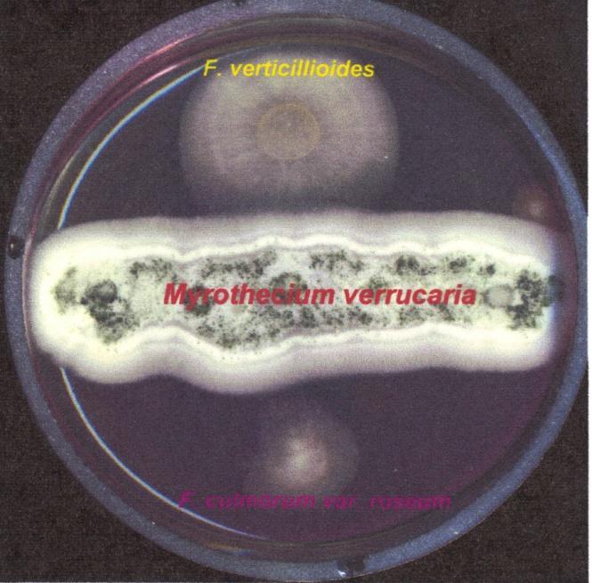 Antagonistic zone between Pseudomonas fluorescens and Fusarium graminearum and Fusarium verticillioides (4 days) Figure