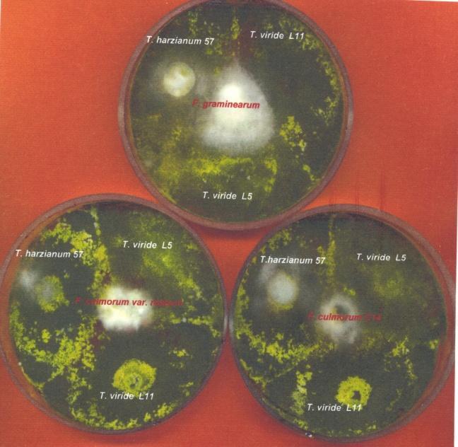 It was also evidenced that strong antagonistic isolates Trichoderma viride L11, Trichoderma harzianum 57 and Trichoderma viride L5 are compatible each other and may act synergistically against 3