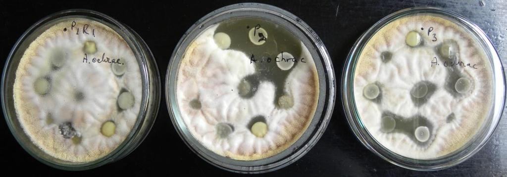 Lactic acid bacterial strains presented various antagonistic activity levels against mycotoxigenic Aspergillus ochraceus, with large, small or no clear zones around the spots with inoculum.