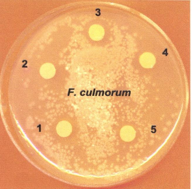 Figure 6. Inhibition zones of mycotoxigenic F. culmorum growth around filter paper disks with culture filtrates of: 1.