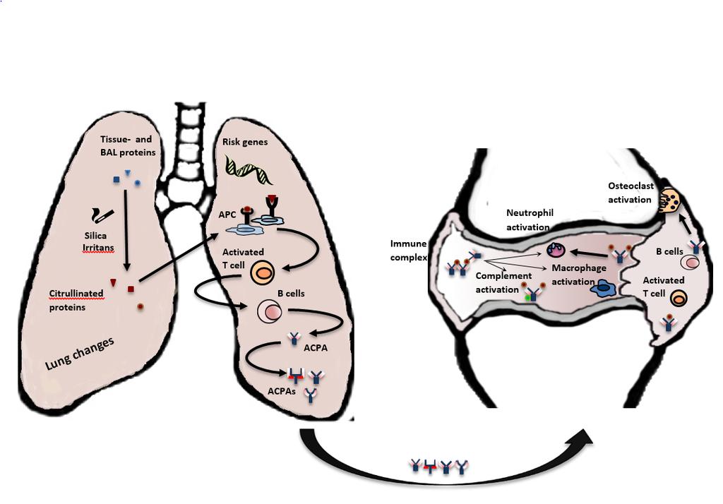 Figure 2. A schematic presentation of the lung- joint hypothesis and potential effector mechanisms of ACPAs in joint. Adapted from Catrina et al [224].