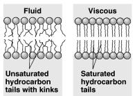 composition varies Fat composition affects flexibility membrane must be fluid & flexible about as fluid