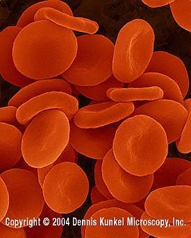 Red blood cells in isotonic solution X