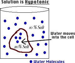 Hypotonic Solution Fewer/less molecules on one side of the membrane than the other When a cell is in a hypotonic