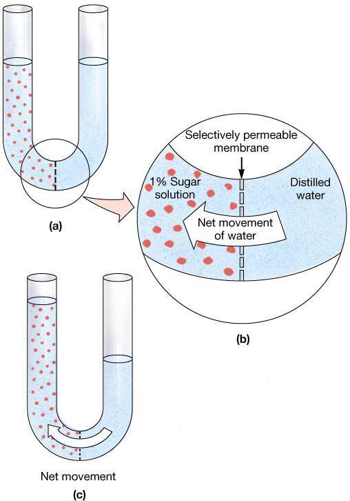 Osmosis is the diffusion of water molecules through a semi-permeable membrane requires no energy Ex.